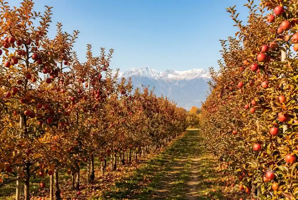 Apple orchards and clear skies in Manali in October weather