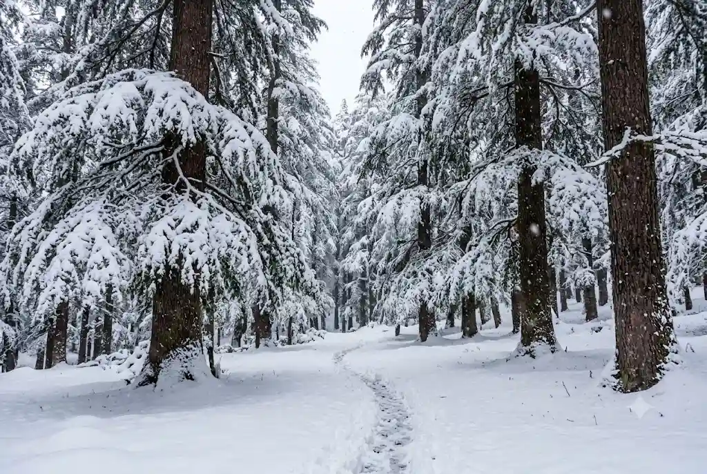 Heavy Manali snowfall in January covering a deodar forest trail